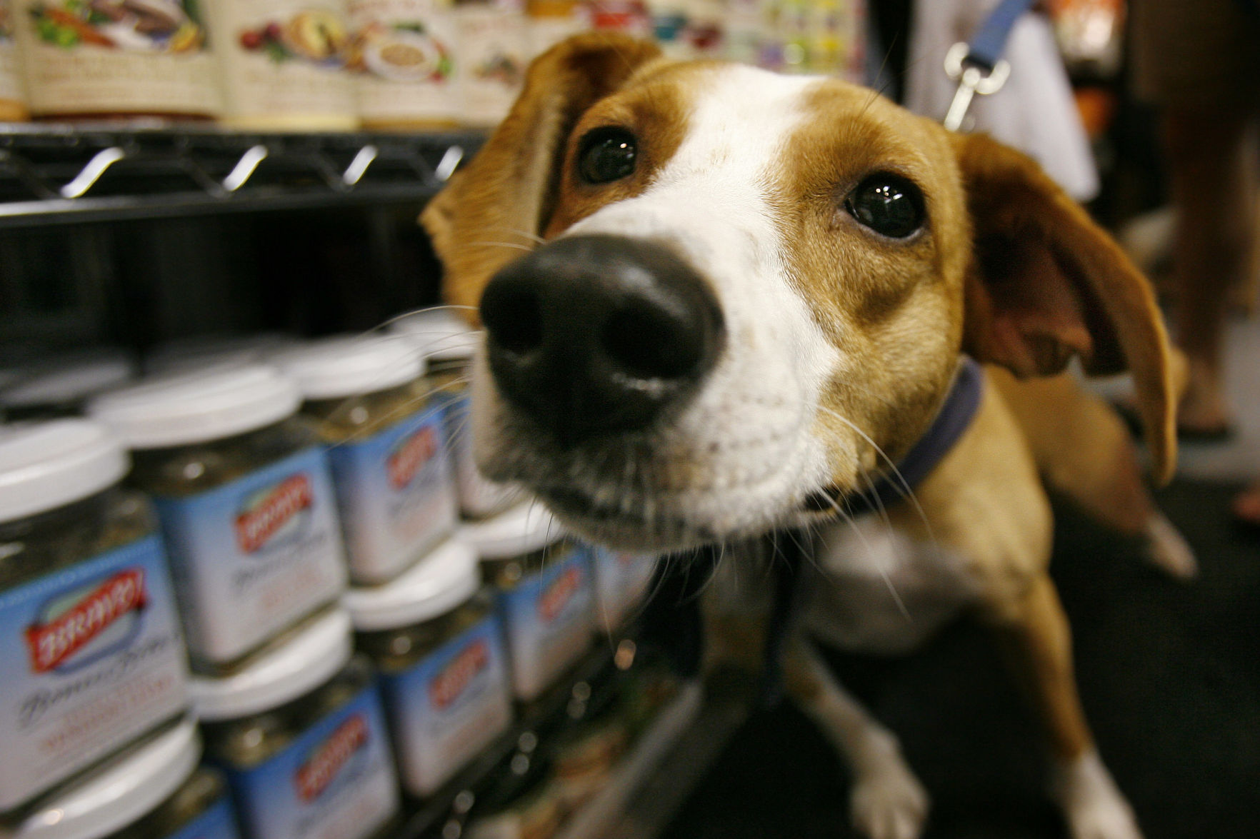Rescue dog
